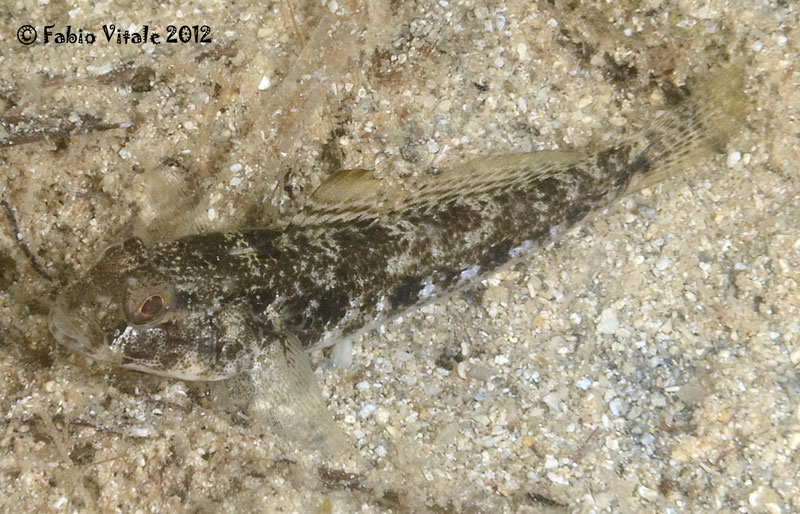 Gobius niger